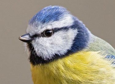 An image of a blue tit.